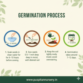 green long brinjol Germination Process