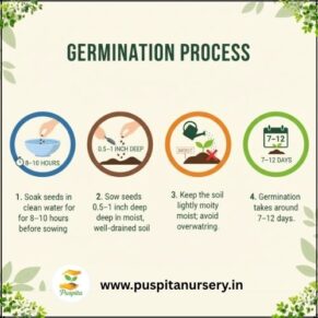 green long brinjol Germination Process