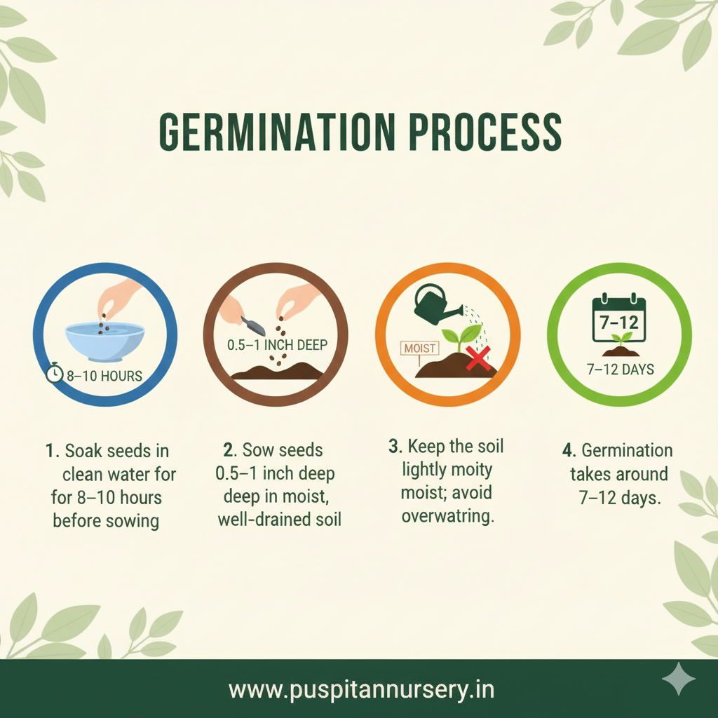green long brinjol Germination Process
