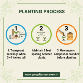 green long brinjol Planting Process