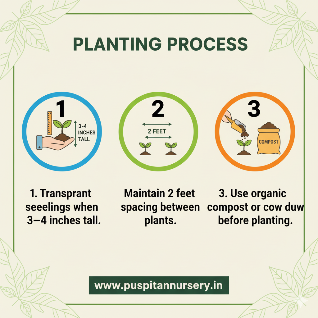 green long brinjol Planting Process