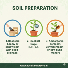 green long brinjol Soil Preparation