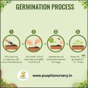 hollyhock mixed Germination Process
