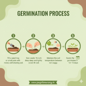 hollyhock mixed Germination Process