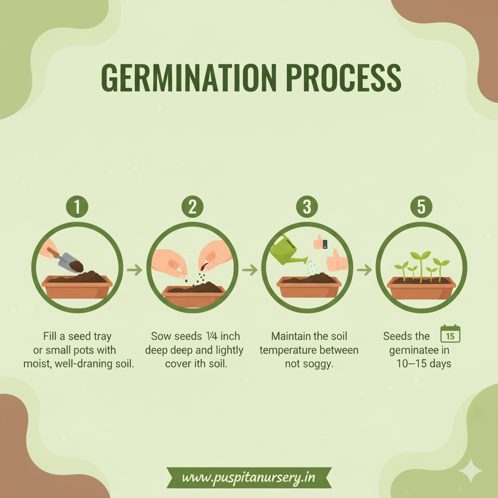 hollyhock mixed Germination Process