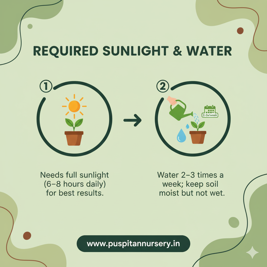 hollyhock mixed Required Sunlight & Water