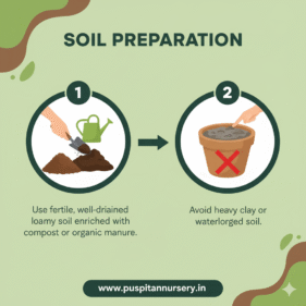 hollyhock mixed Soil Preparation