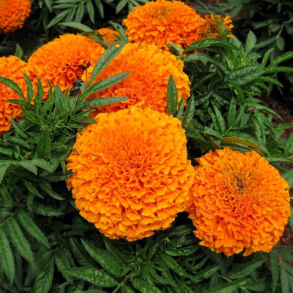 inca orange marigold flower