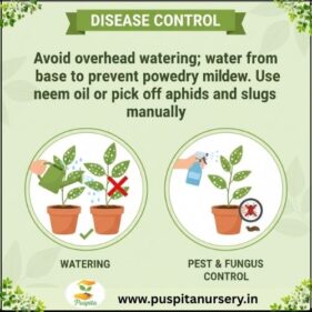 laekspur flower Disease Control