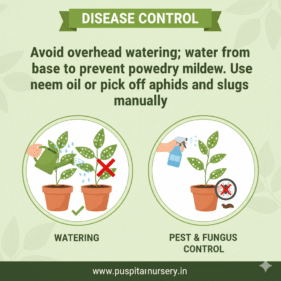 laekspur flower Disease Control
