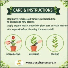 larkspur flower Care & Instructions