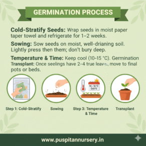larkspur flower Germination Process