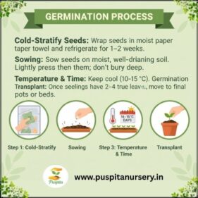 larkspur flower Germination Process
