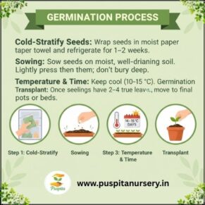 larkspur flower Germination Process