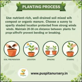 larkspur flower Planting Process