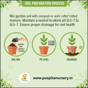 larkspur flower Soil Preparation