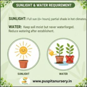 larkspur flower Sunlight & Water Requirement