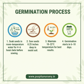 lettuce lceberg Germination Process