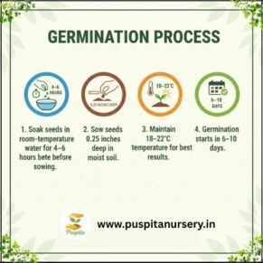 lettuce lceberg Germination Process