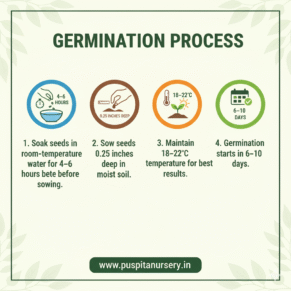 lettuce lceberg Germination Process