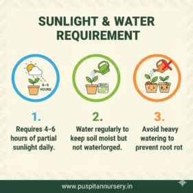lettuce lceberg Sunlight & Water Requirement
