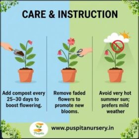 lupins mixed Care & Instruction