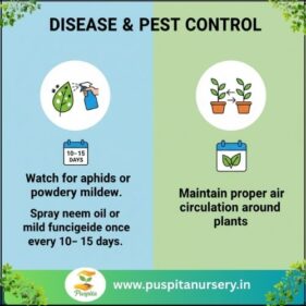 lupins mixed Disease & Pest Control