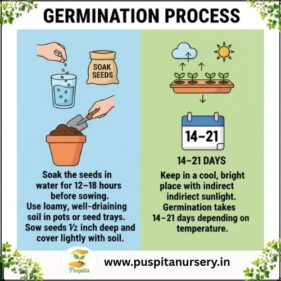 lupins mixed Germination Process