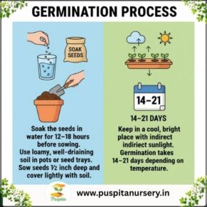 lupins mixed Germination Process