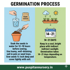 lupins mixed Germination Process