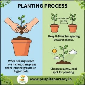 lupins mixed Planting Process