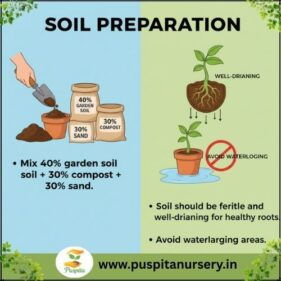 lupins mixed Soil Preparation