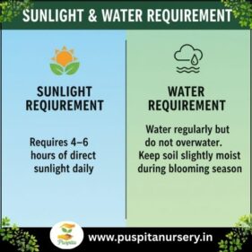 lupins mixed Sunlight & Water Requirement