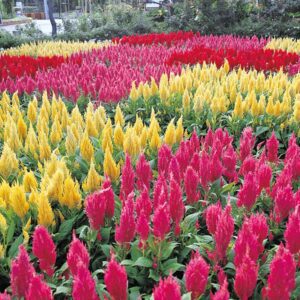Celosia Mixed Flower