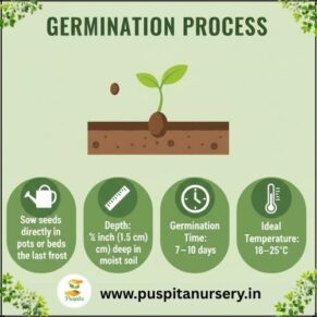nasturtium Germination Process