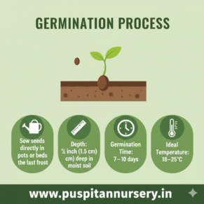 nasturtium Germination Process