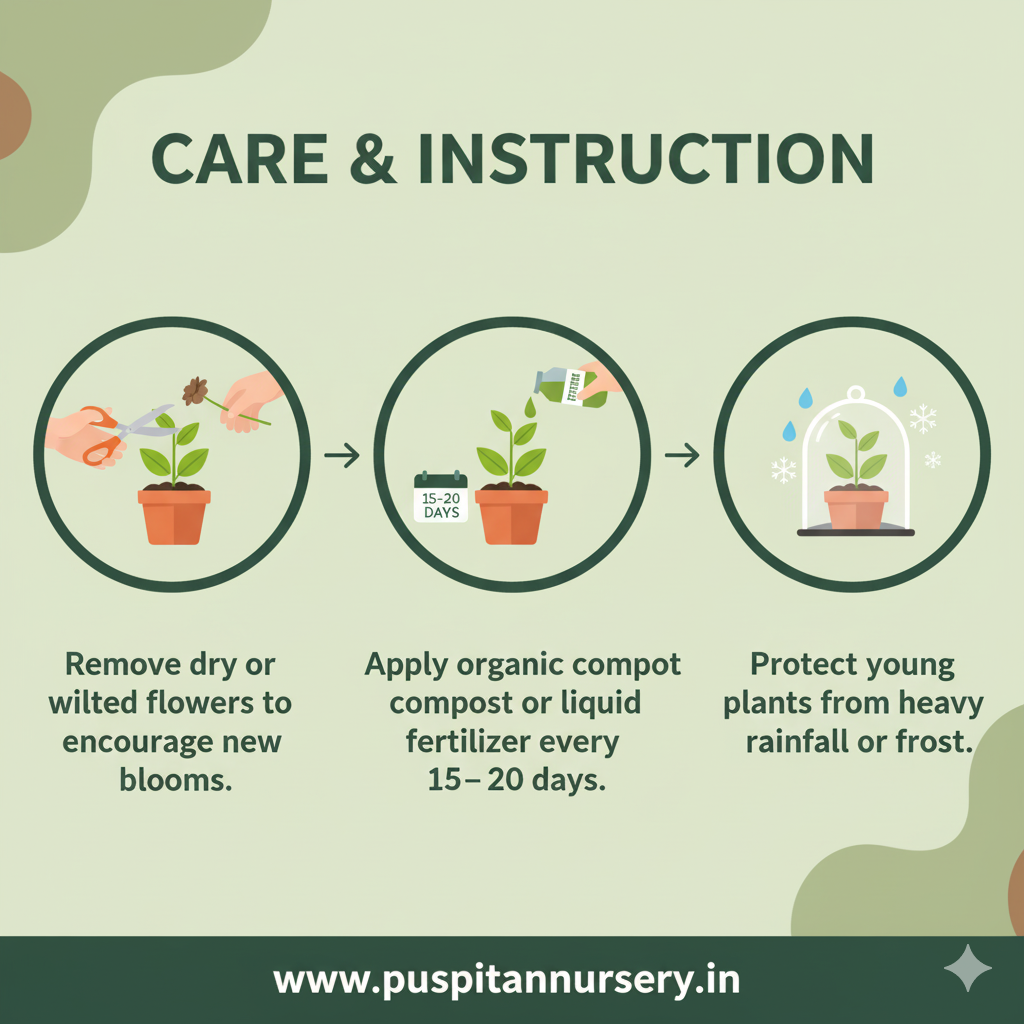 orange inca Care & Instruction