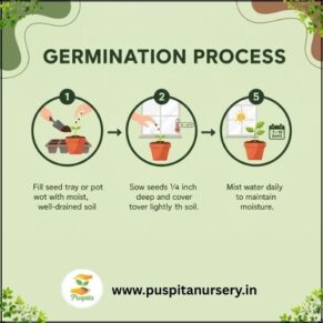 orange inca Germination Process