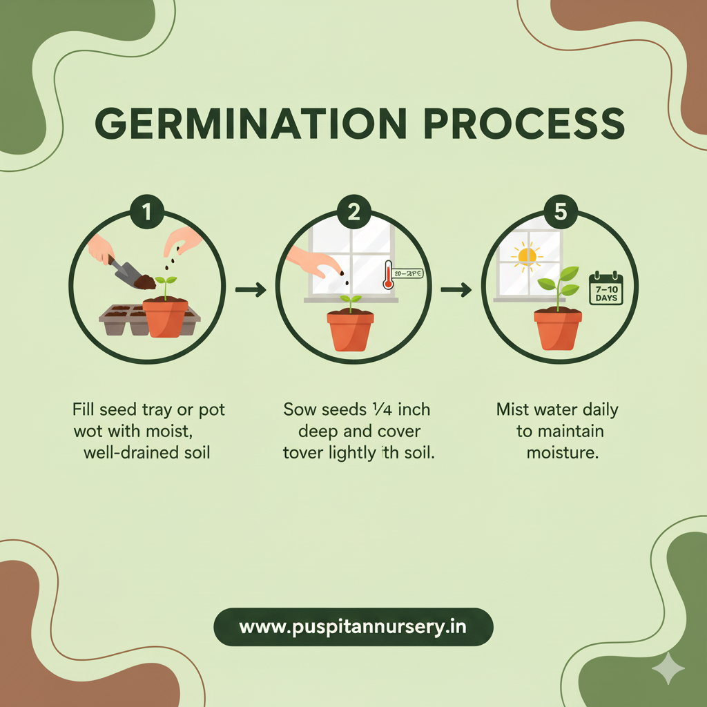 orange inca Germination Process