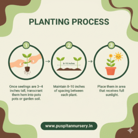 orange inca Planting Process