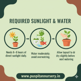 orange inca Required Sunlight & Water