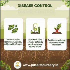 palak Disease Control