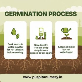 palak Germination Process