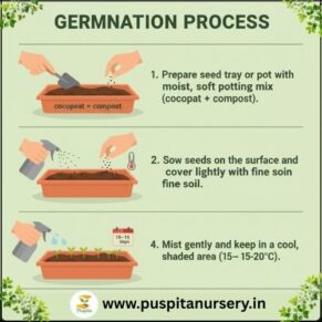 pansy mixed Germination Process