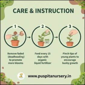 petunia mixed Care & Instruction