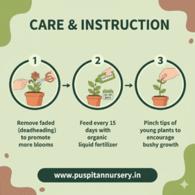 petunia mixed Care & Instruction