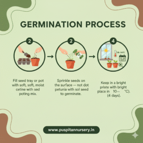 petunia mixed Germination Process