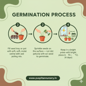 petunia mixed Germination Process