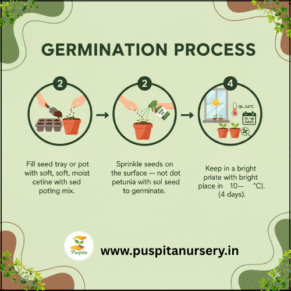 petunia mixed Germination Process
