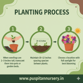 petunia mixed Planting Process